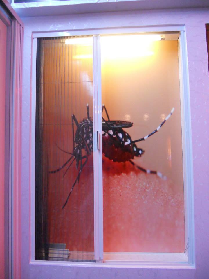 cửa chống muỗi